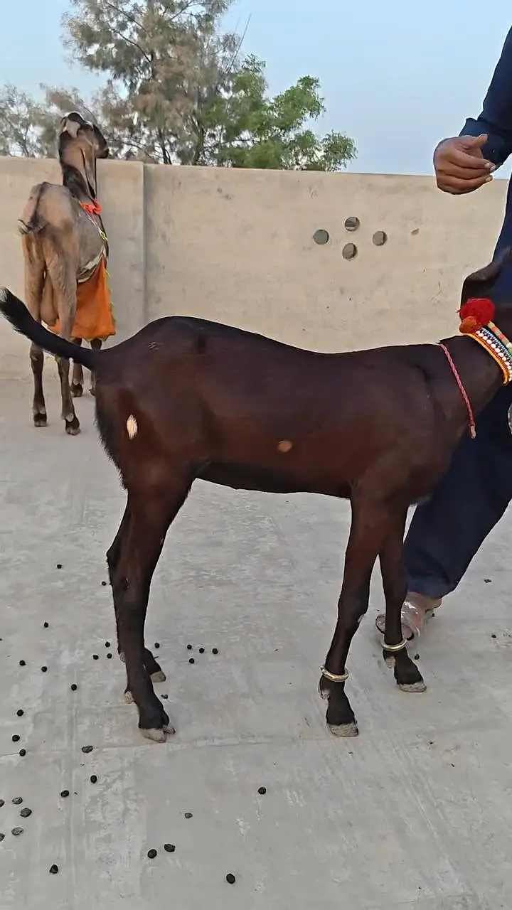 Desi Bakri For Sale __ 03265448901 — photo 4
