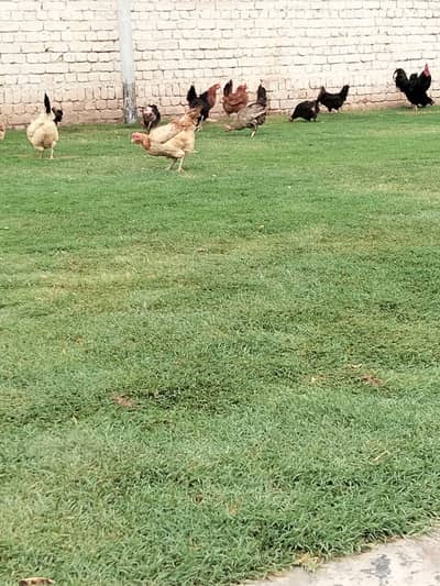 Astralop & Desi Hens