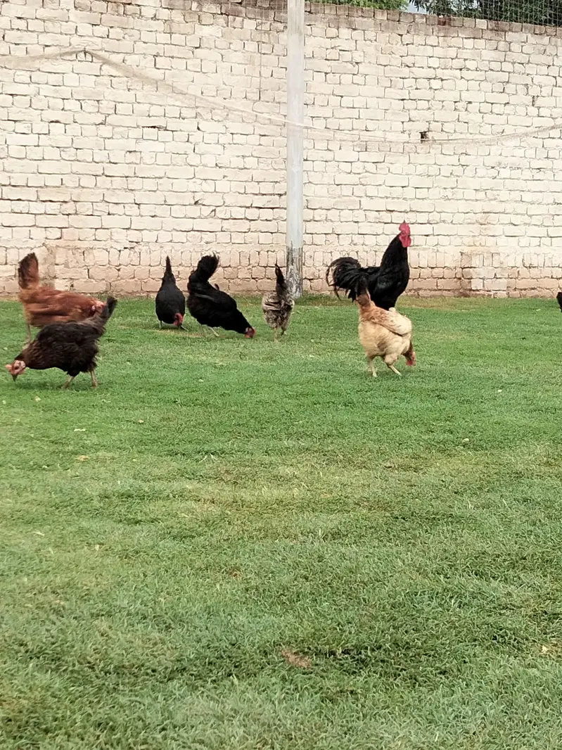 Astralop & Desi Hens — photo 2