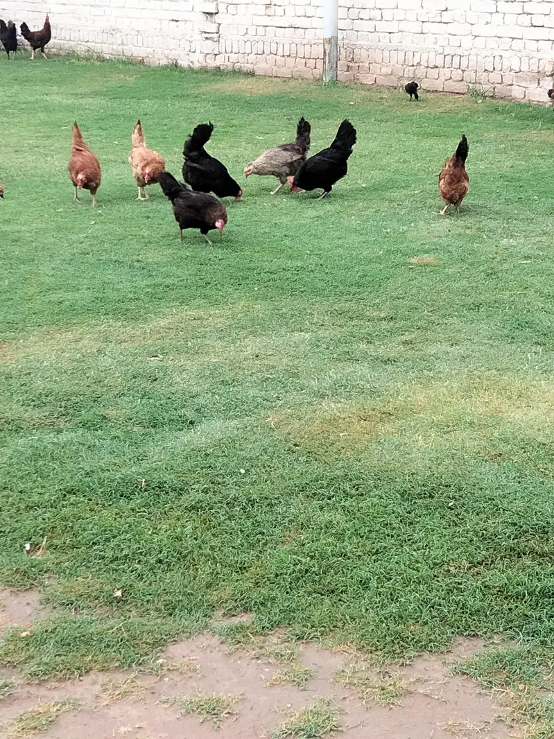 Astralop & Desi Hens — photo 3