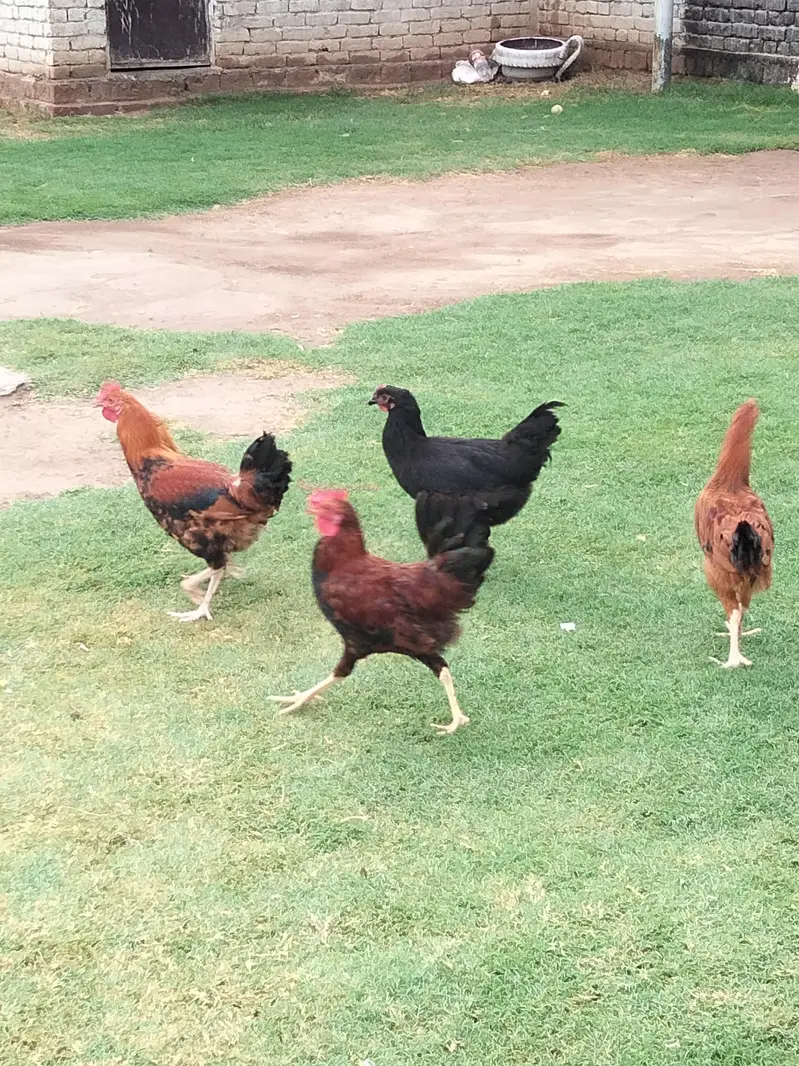 Astralop & Desi Hens — photo 4