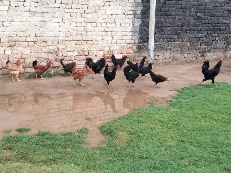Astralop & Desi Hens — photo 5