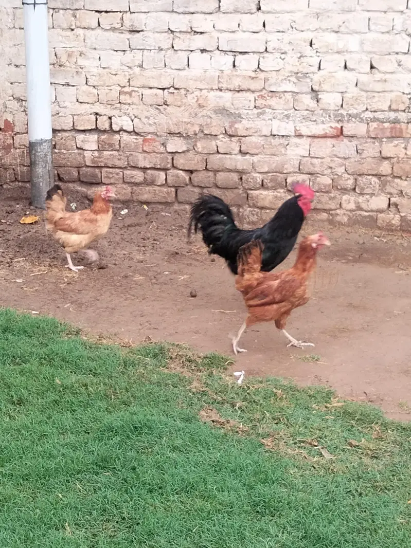 Astralop & Desi Hens — photo 6