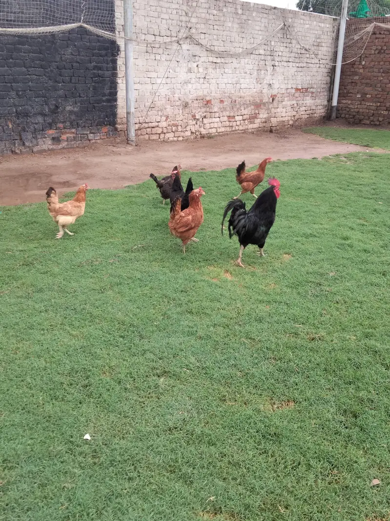 Astralop & Desi Hens — photo 7