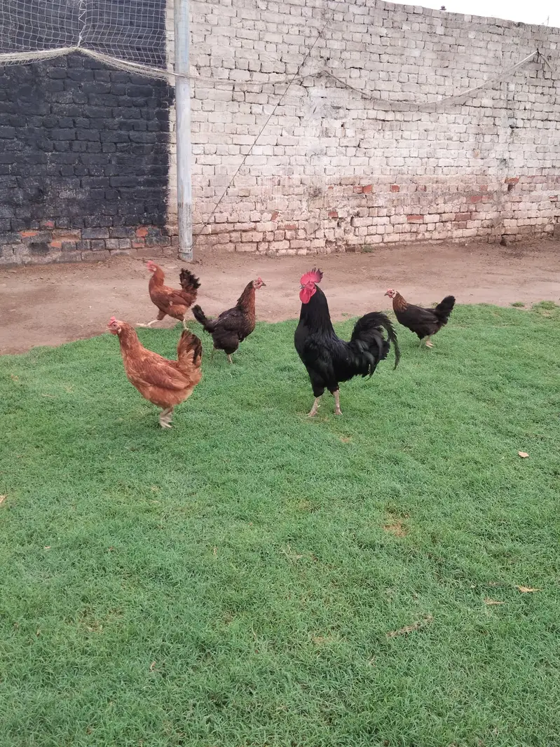 Astralop & Desi Hens — photo 8