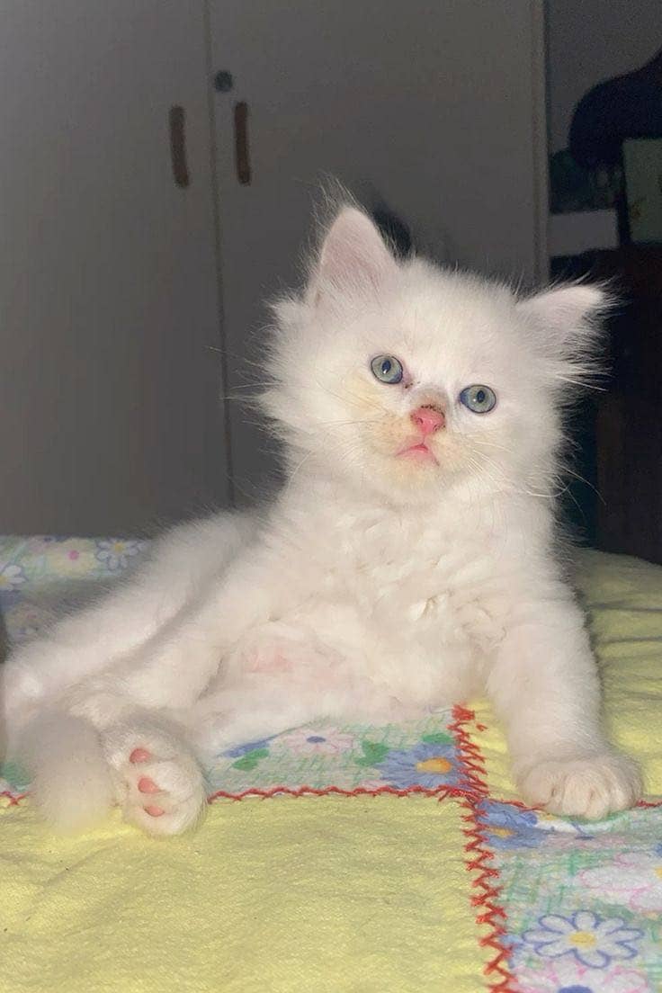 Persion kittens 0