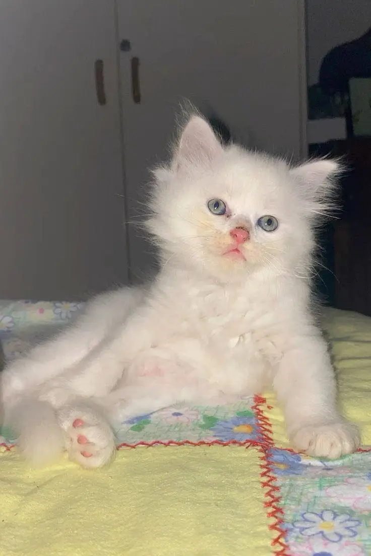 Persion kittens