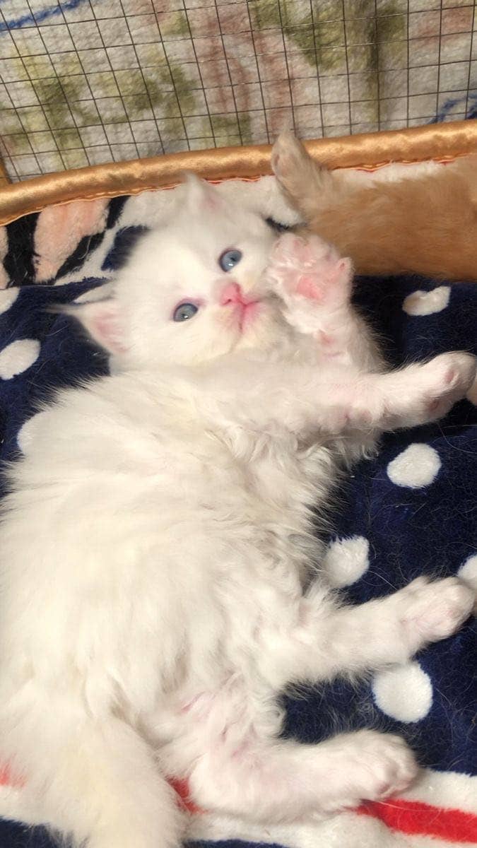 Persion kittens 1