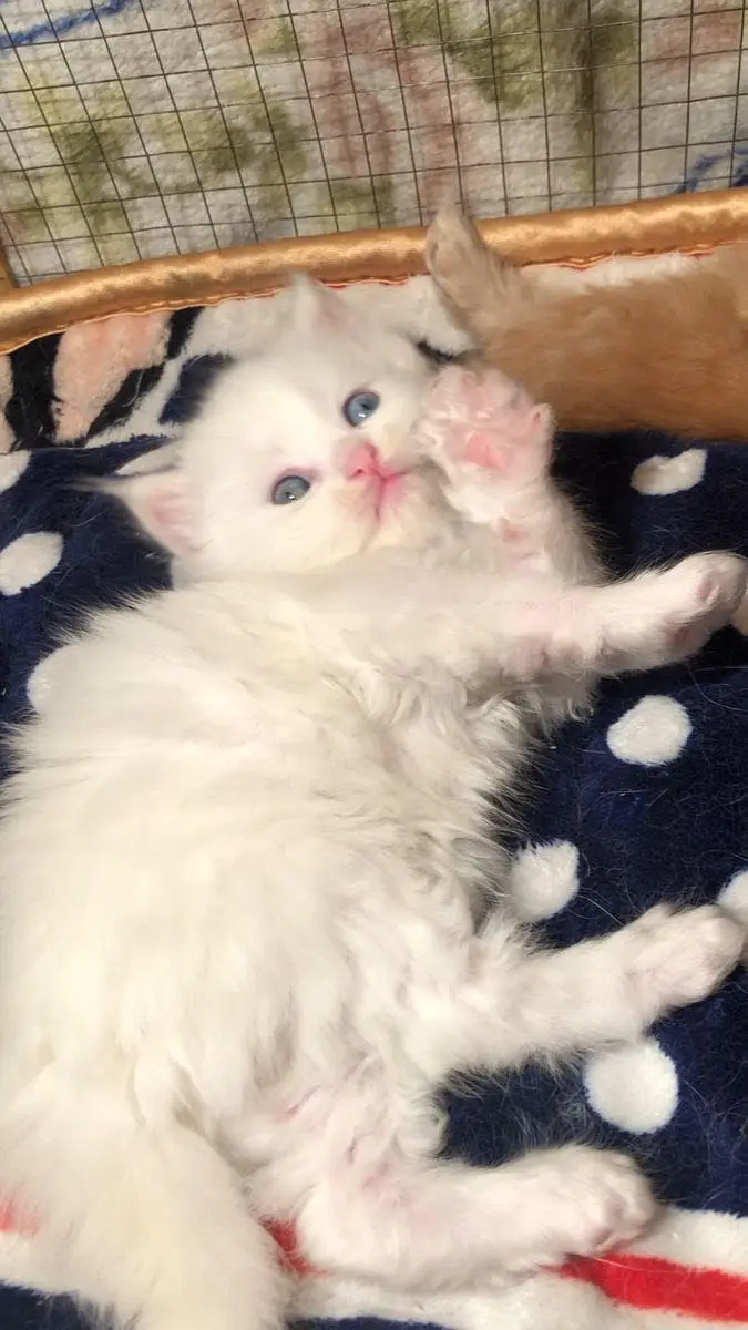 Persion kittens — photo 2