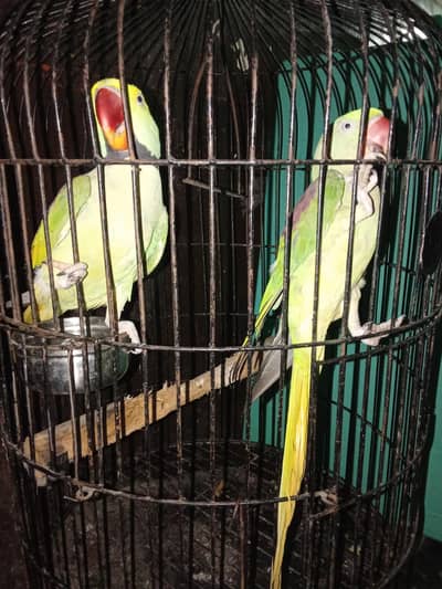 RAW PARROTS PAIR with cage