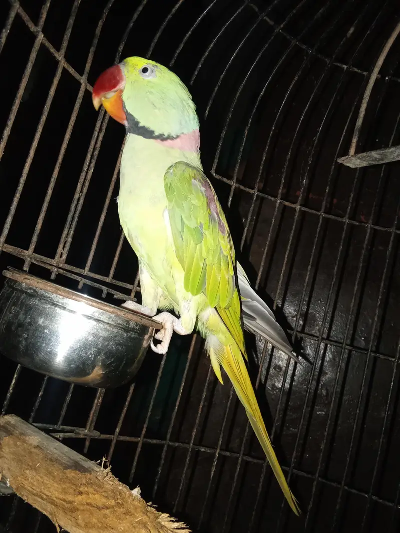 RAW PARROTS PAIR with cage — photo 2