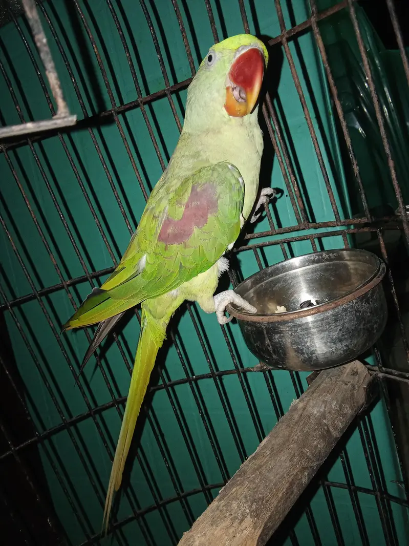 RAW PARROTS PAIR with cage — photo 3