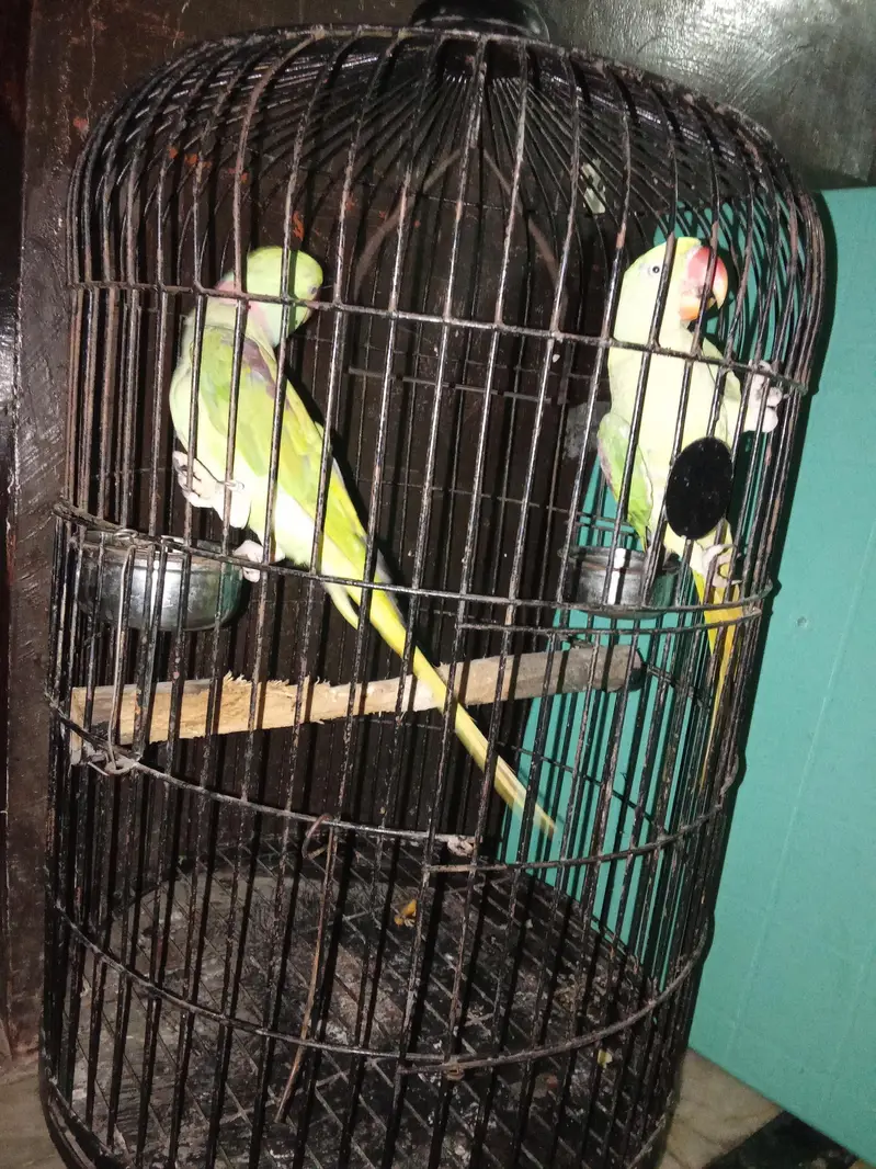 RAW PARROTS PAIR with cage — photo 4