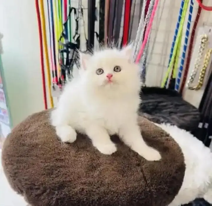 (Persian female kitten) (for sale all) (Pakistan delivery available)