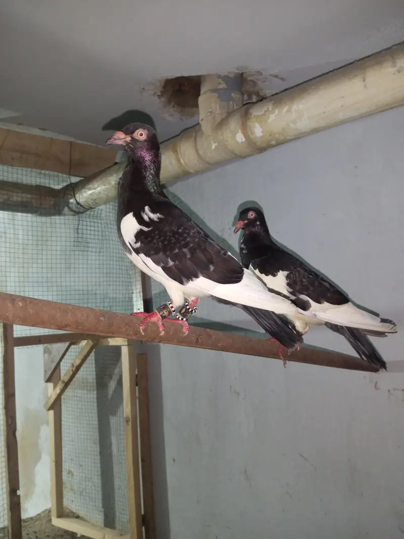 Kaala safaid Teddy kabootar jora — photo 6