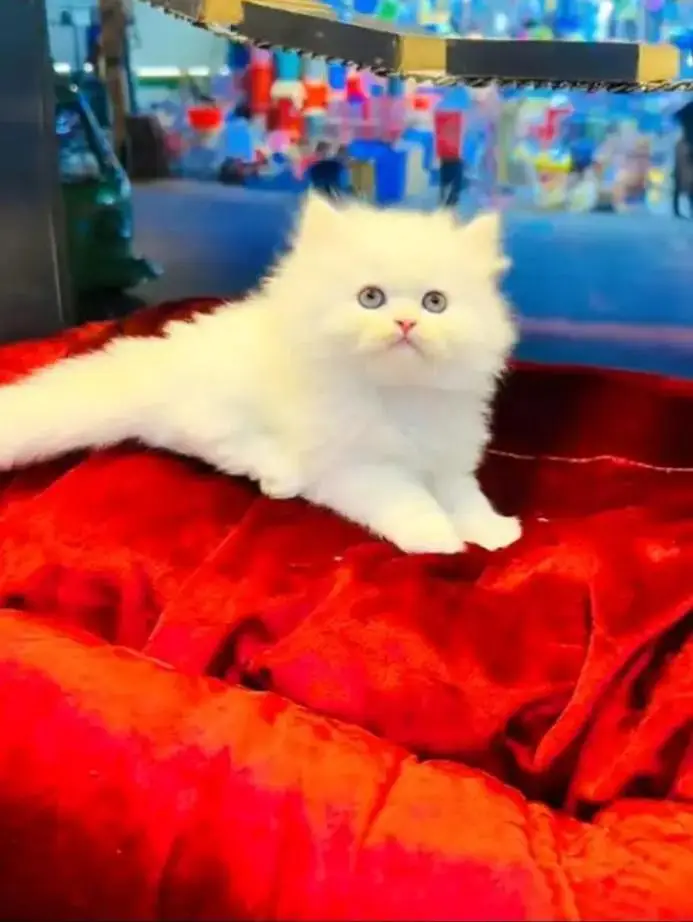 Persian female kitten for sale