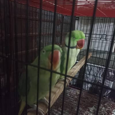Raw pair for Sale with Zarar cage