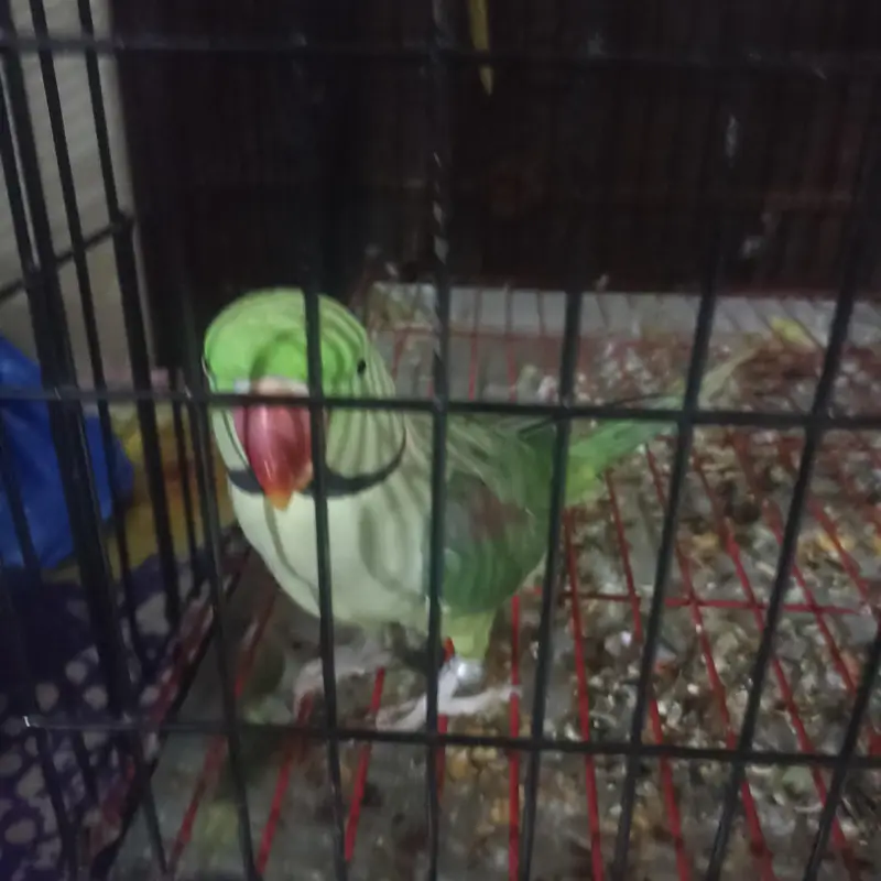 Raw pair for Sale with Zarar cage — photo 2