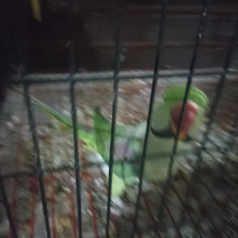 Raw pair for Sale with Zarar cage — photo 3