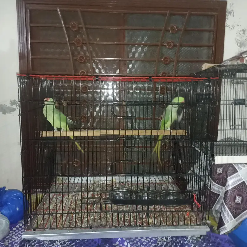 Raw pair for Sale with Zarar cage — photo 4