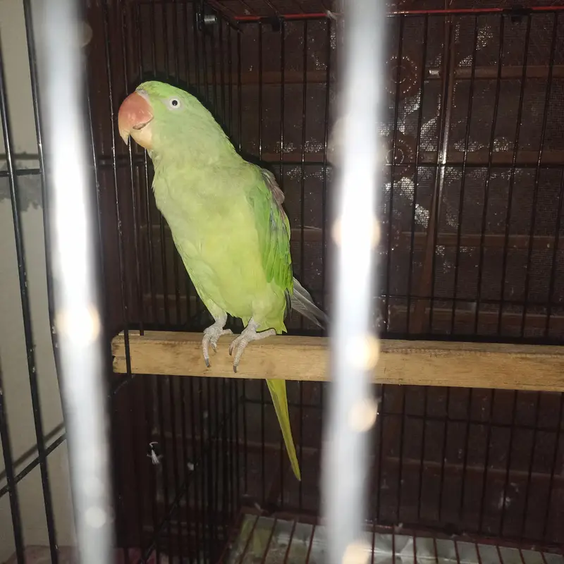 Raw pair for Sale with Zarar cage — photo 5