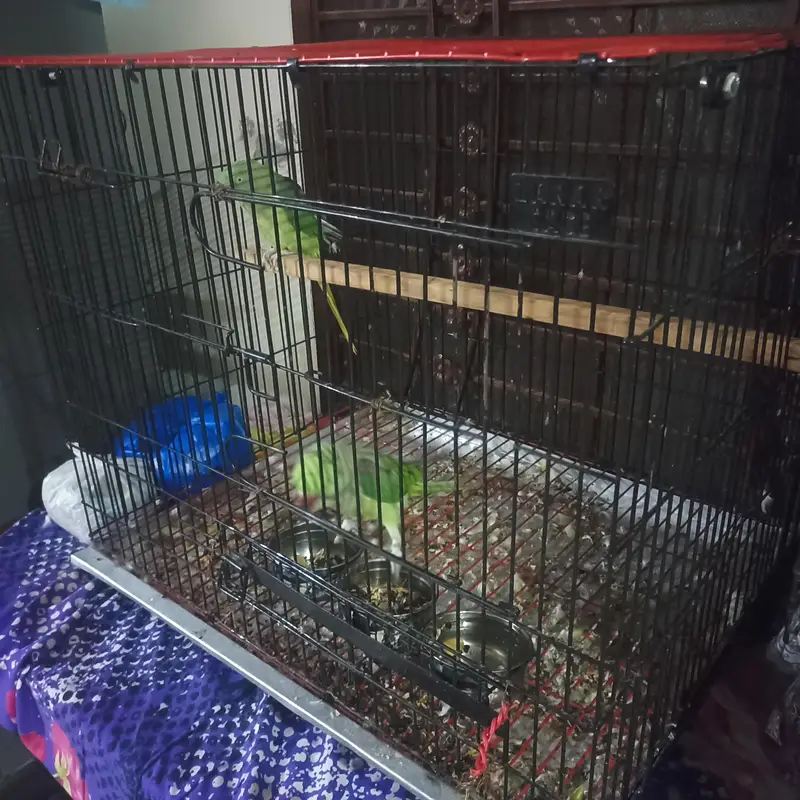 Raw pair for Sale with Zarar cage — photo 6