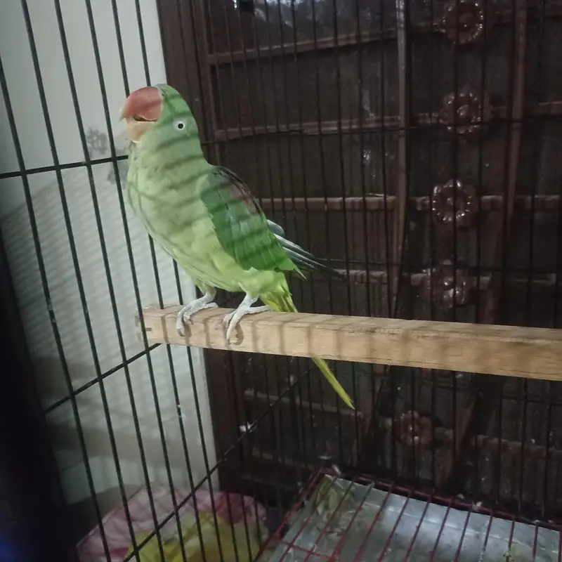Raw pair for Sale with Zarar cage — photo 7