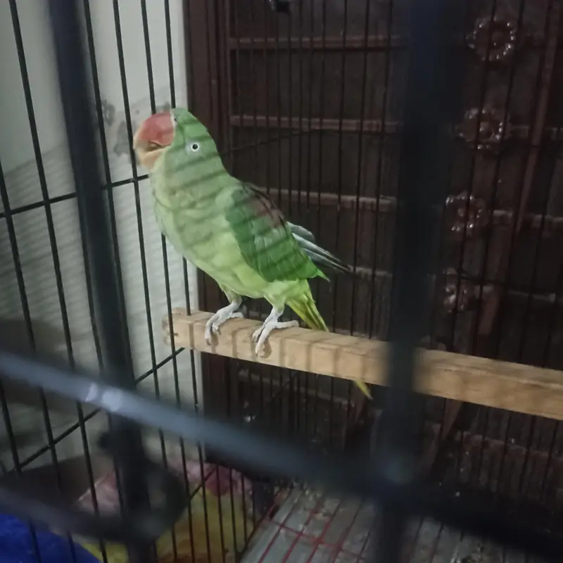 Raw pair for Sale with Zarar cage — photo 8
