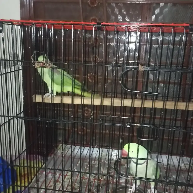 Raw pair for Sale with Zarar cage — photo 9