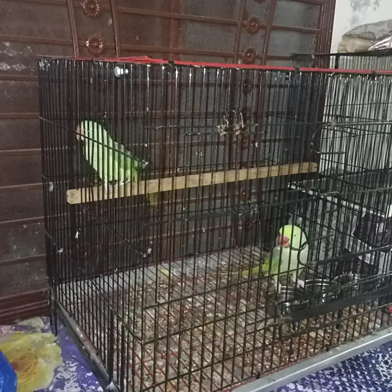 Raw pair for Sale with Zarar cage — photo 10
