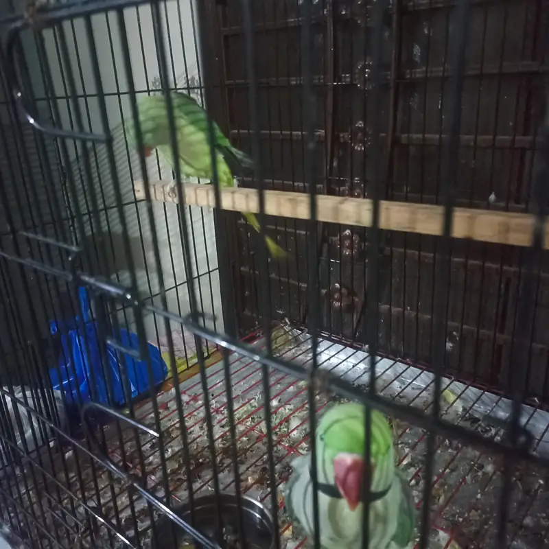 Raw pair for Sale with Zarar cage — photo 11