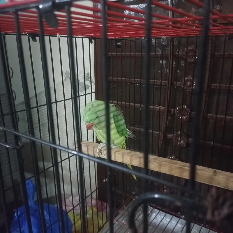 Raw pair for Sale with Zarar cage — photo 12