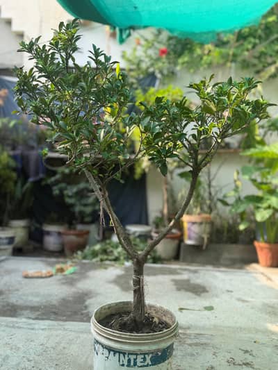 indoor outdoor plant. beautiful plant