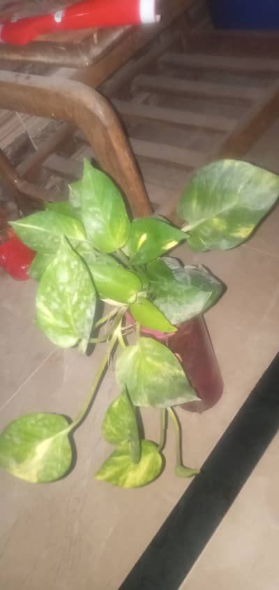 money plant