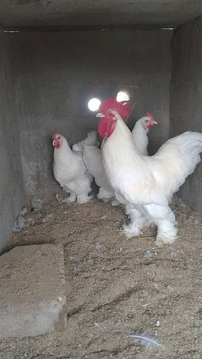 FANCY HENS FERTILE EGGS
