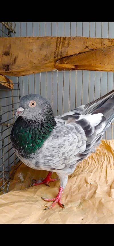 kamagger male for sale . .