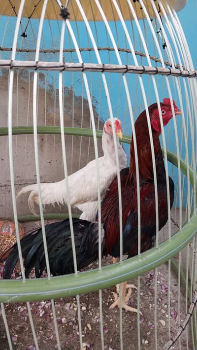 Pure Sindhi Aseel Roosters for Sale | Healthy & Strong