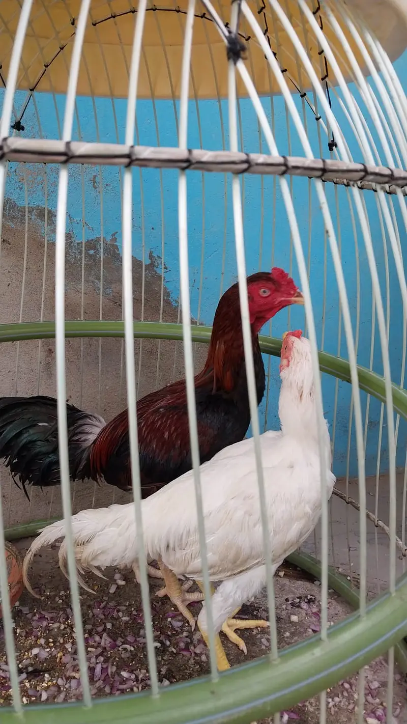 Pure Sindhi Aseel Roosters for Sale | Healthy & Strong — photo 2