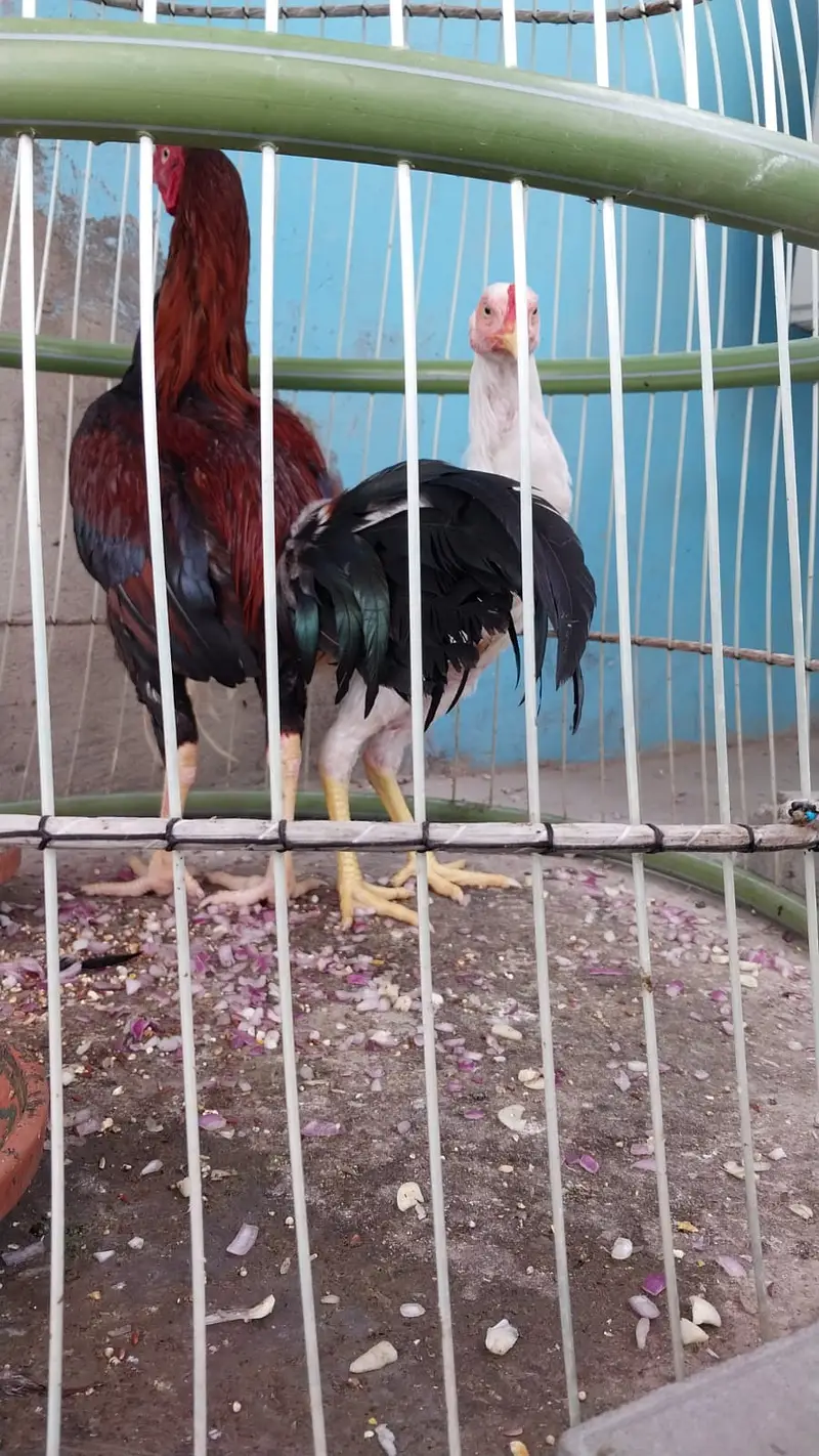 Pure Sindhi Aseel Roosters for Sale | Healthy & Strong — photo 3