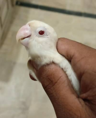 White Albino