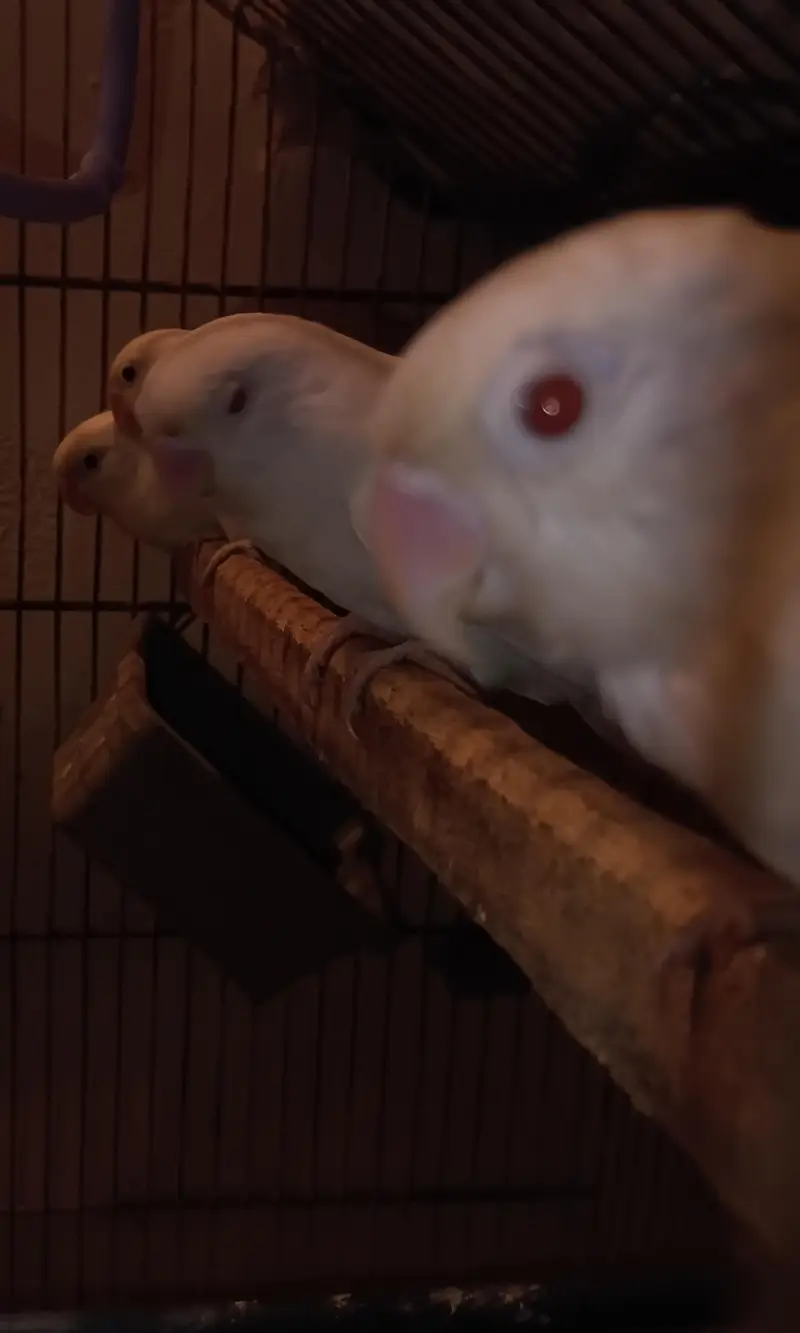White Albino — photo 2