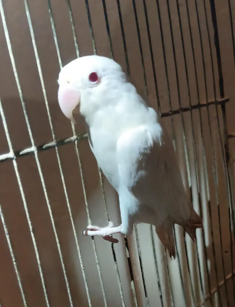 White Albino — photo 3