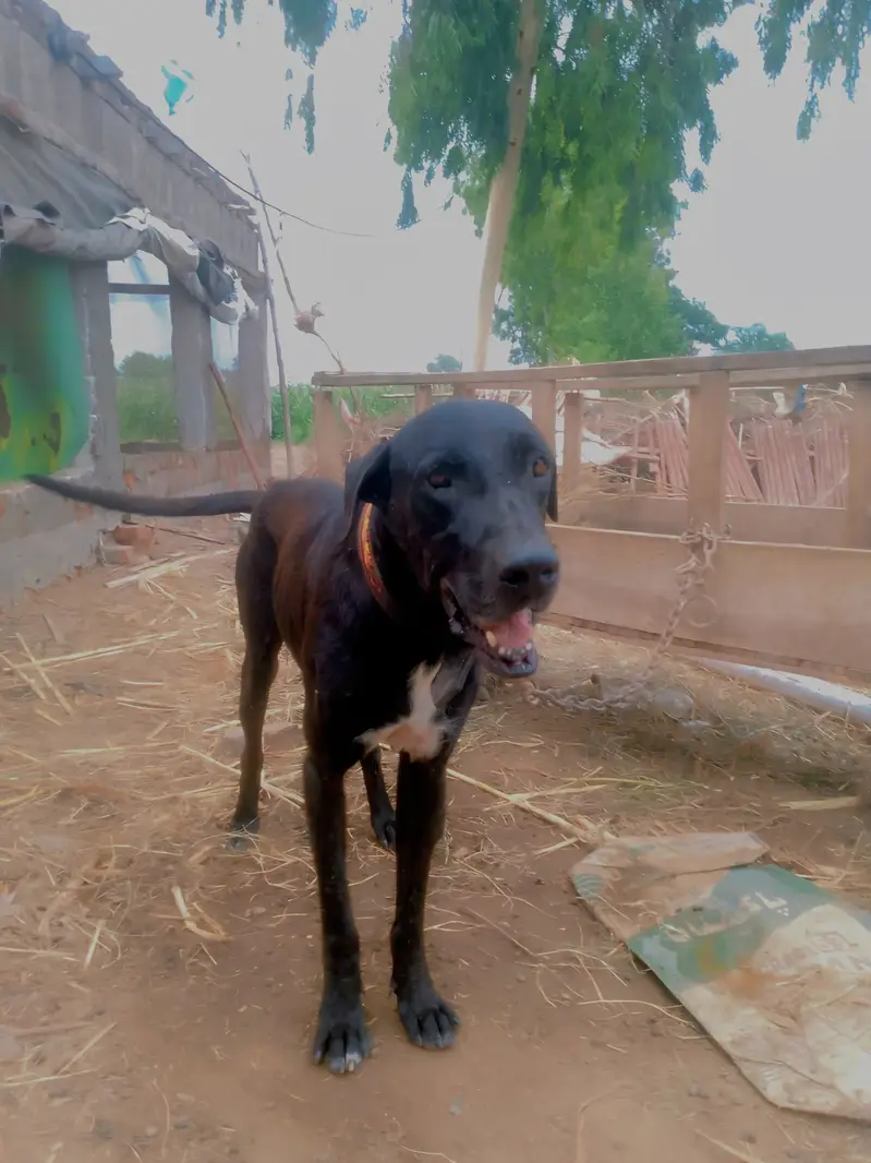 bully dog age 9months — photo 4