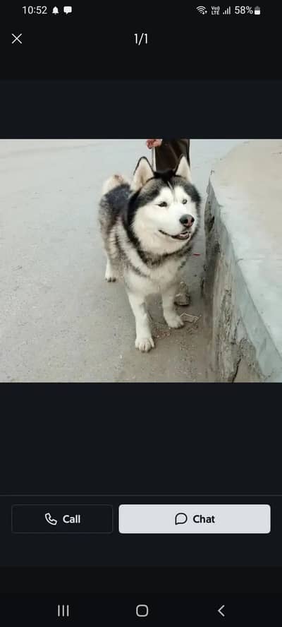 Siberian husky dog for sale