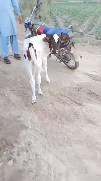 Healthy Cow Calf – Beautiful Breed | Strong & Active/ 03228068296
