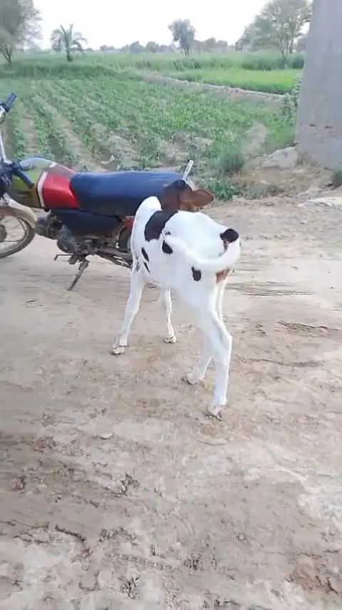 Healthy Cow Calf – Beautiful Breed | Strong & Active/ 03228068296 — photo 2