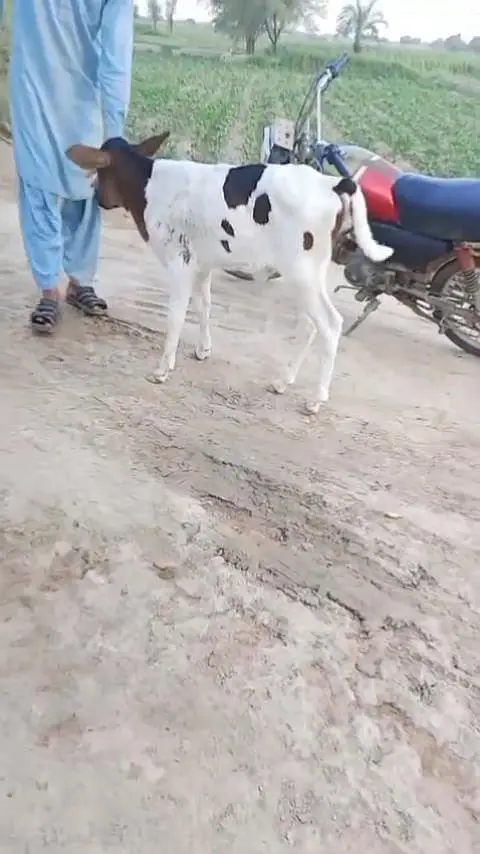 Healthy Cow Calf – Beautiful Breed | Strong & Active/ 03228068296 — photo 3