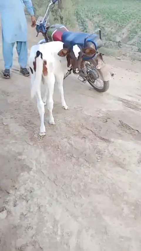 Healthy Cow Calf – Beautiful Breed | Strong & Active/ 03228068296 — photo 4
