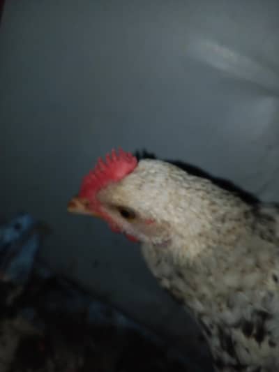 male choza for sale .