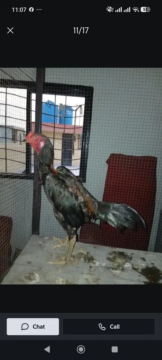 Panus pakoya 6 month game ni ha bacha ha 03090912503 — photo 2
